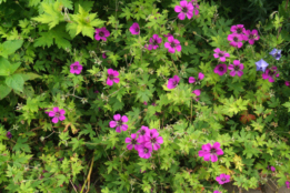 Geranium 'Anne Thomson'  bestellen